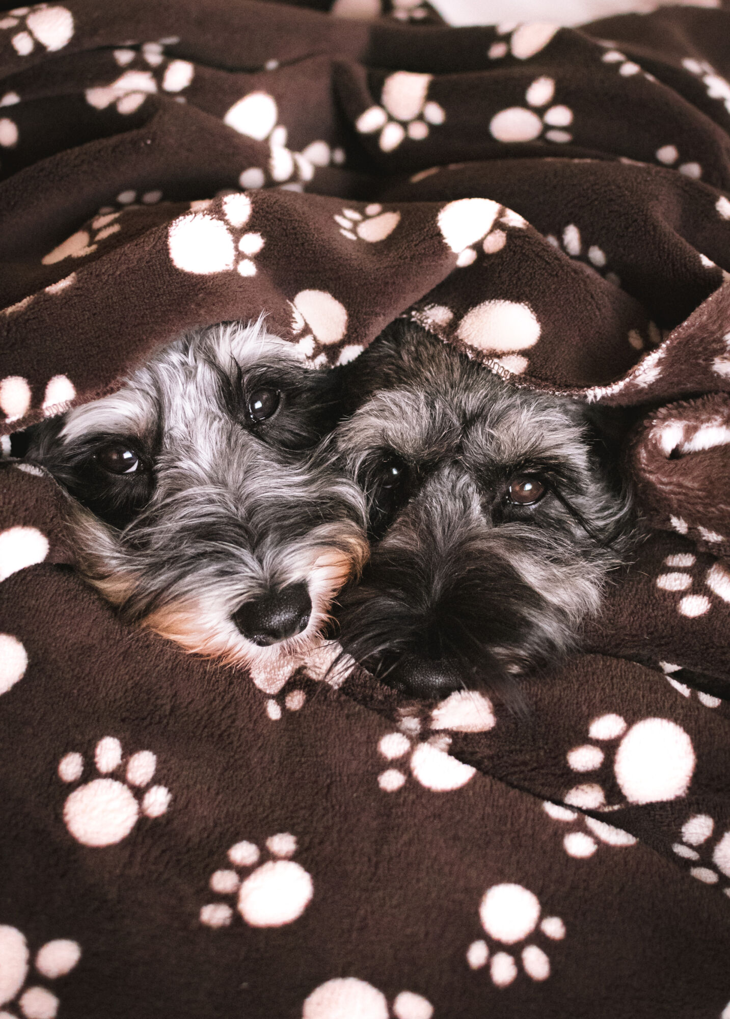 Deka Natur Dog | Dog's office